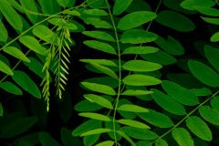 Black Ash Leaves Searching for Light