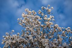 Magnolia Blossoms in Spring