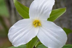 Trillium