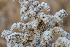 Frosted Goldenrod