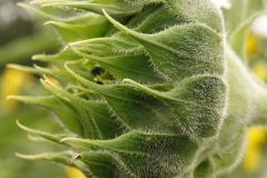 Sunflower Promise