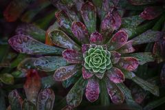 Black Rose Aeonium