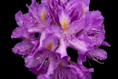 Catawba Rosebay Purple Rhododendron