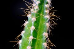 Solo Cactus