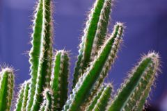 Spiked Greenery
