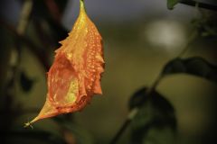 Momordica Charantia