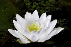 White Water Lily