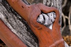 I Love Manzanita
