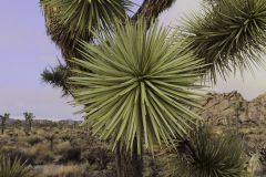 Joshua Tree Starburst