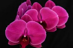 Debby's Prize