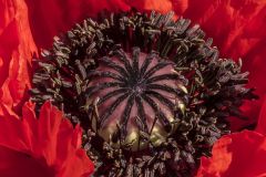 At the Heart of an Oriental Poppy