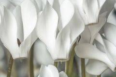 Cyclamen