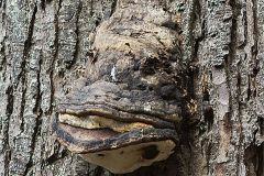 Fishy Looking Tree Fungus