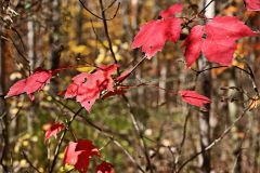 Last of the Maple Leaves to Fall