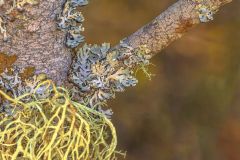 Blue Lichen