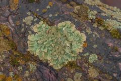 Leafy Green Lichen