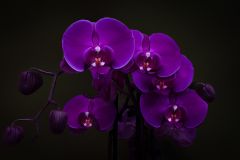 Purple Phalaenopsis Orchid