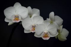 White Orchid
