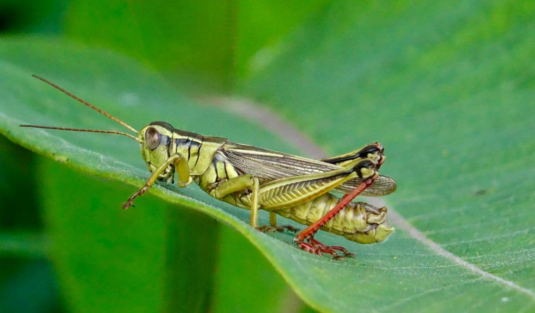 North American Spur Throated Grasshopper