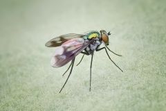 Long-Legged Fly