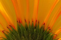 Gerbera Daisy