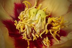 Peony