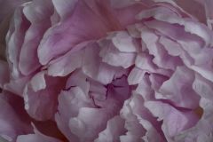 Pink Passion