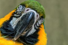 Macaw