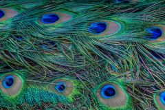 Peacock Feathers