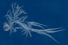 Frosted Fantasia