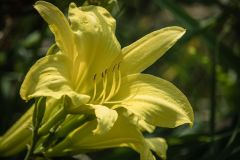 Day Lily