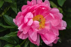Lotus Bloom Peony