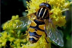 Hoverfly on Goldenrod