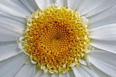 Shasta Daisy