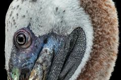 Brown Pelican