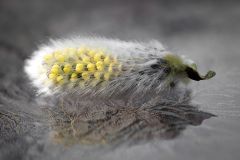 A Sign of Spring