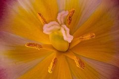 Macro01