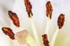 Macro02