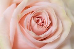A Rose with Heart