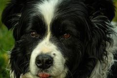 A Gentle Old Soul