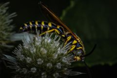 Yellow Jacket Vespula