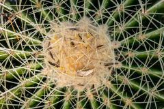 Golden Barrel Cactus