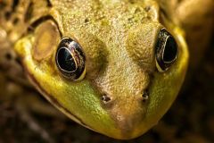 Green Frog