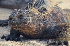 Marine Iguana