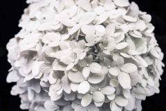 Summer Snowball