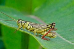North American Spur Throated Grasshopper