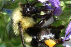 Pollen Collection