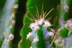 Cactus Plant