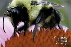 Bee Feeding on an Echinacea