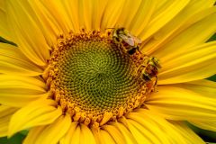 Bees on Sunflower